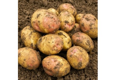 King Edward Seed Potatoes (Maincrop - 1 kg)